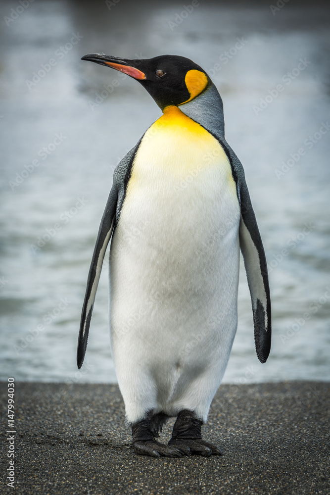 Fototapeta premium King penguin on beach with water behind