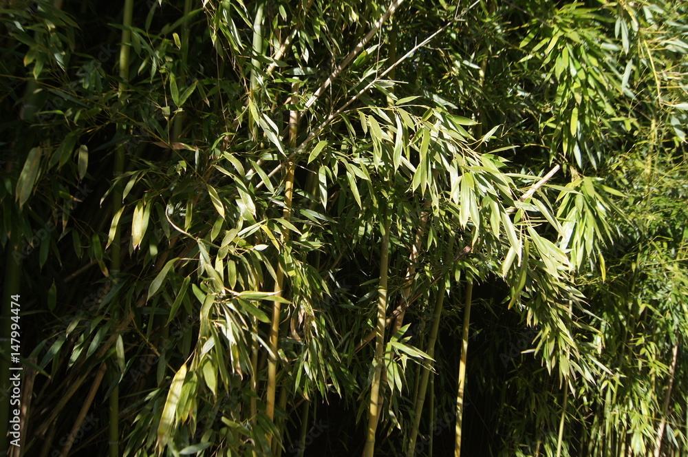 Obraz premium Bambus