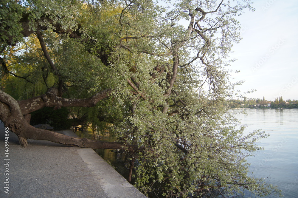 Fototapeta premium Baum und See
