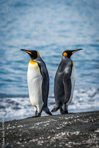 Two king penguins facing in opposite directions