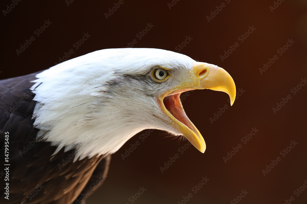 Fototapeta premium Portrait of a Bald Eagle calling with dark background