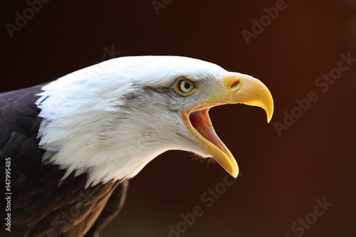 Portrait of a Bald Eagle calling with dark background