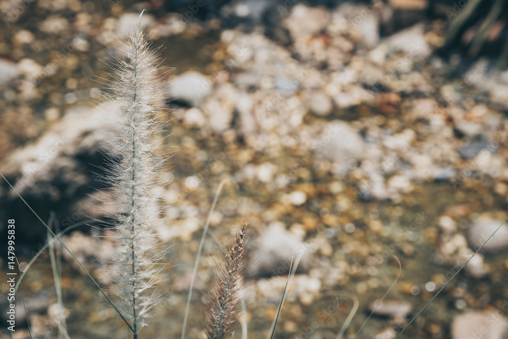 Obraz premium flower vintage style, selective focus