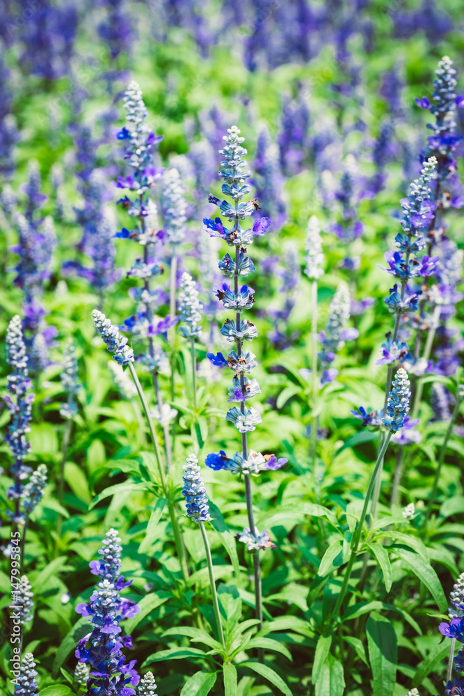 Fototapeta premium flower vintage style, selective focus