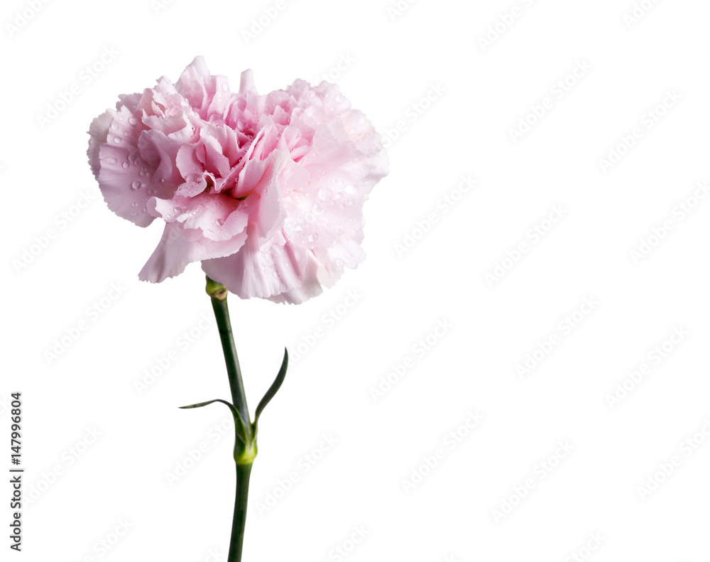 Pink carnation flower isolated on white background with clipping path