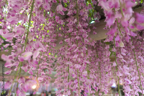 Wisteria floribunda