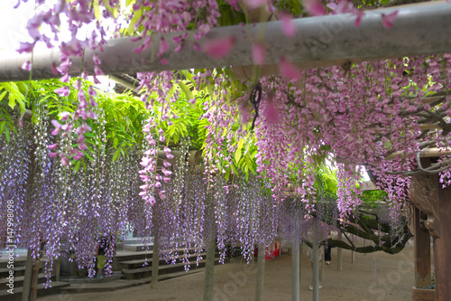 Wisteria floribunda photo