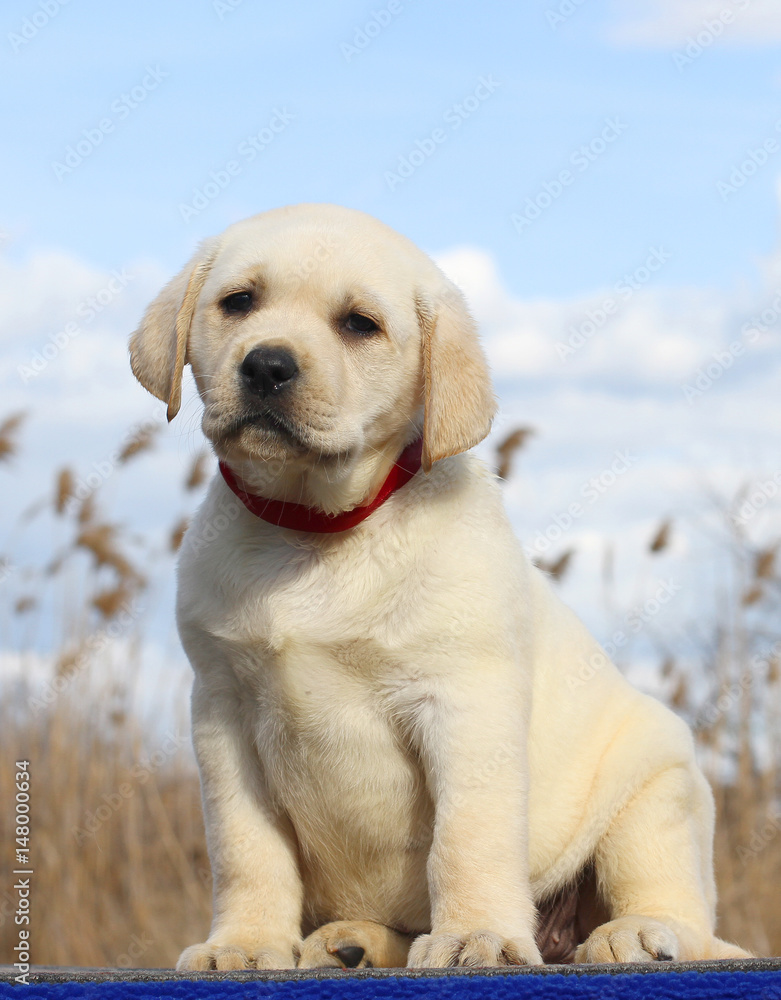 little cute labrador puppy on a blue background little cute labrador puppy on a blue background