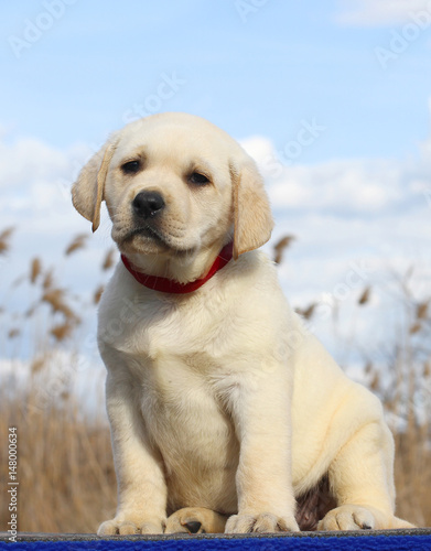 little cute labrador puppy on a blue background
