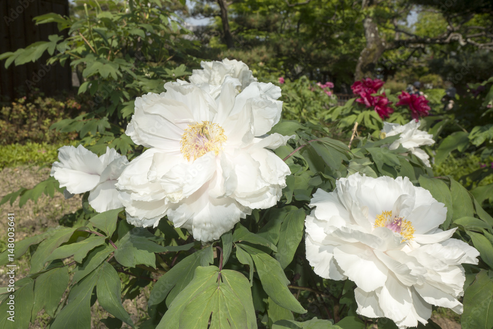牡丹の花咲く古刹 Stock Photo Adobe Stock
