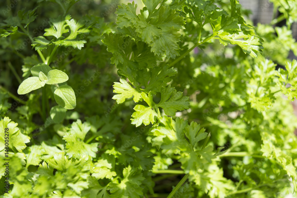 Parsley plant with oregano leaves piercing through. Parsley plant with oregano leaves piercing through.
