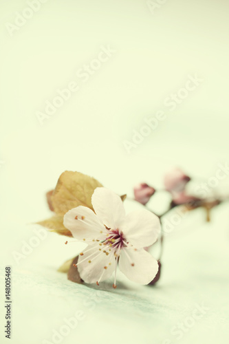 Fototapeta Naklejka Na Ścianę i Meble -  Bright pink cherry blossoms