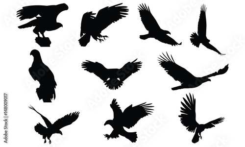 Bald eagle Silhouette vector illustration