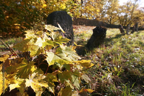 autumn on old jewish cemetery