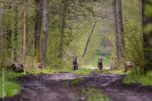 Fototapeta samoprzylepna Wilki na drodze 