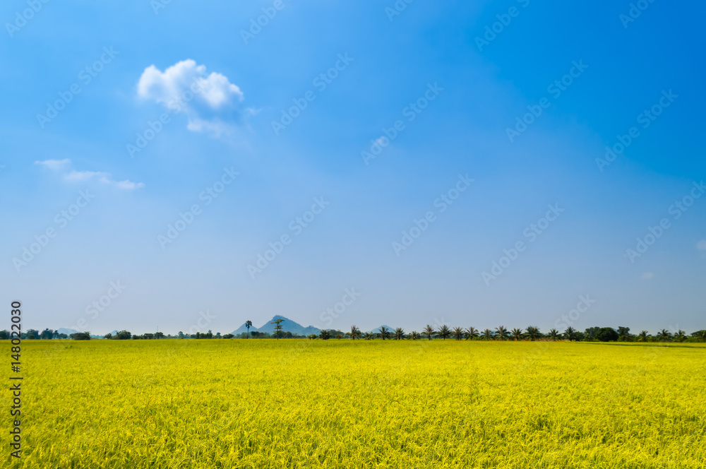 Bright ripe rice field against blue sky