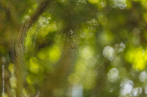 Spider on a web, Nephila pilipes