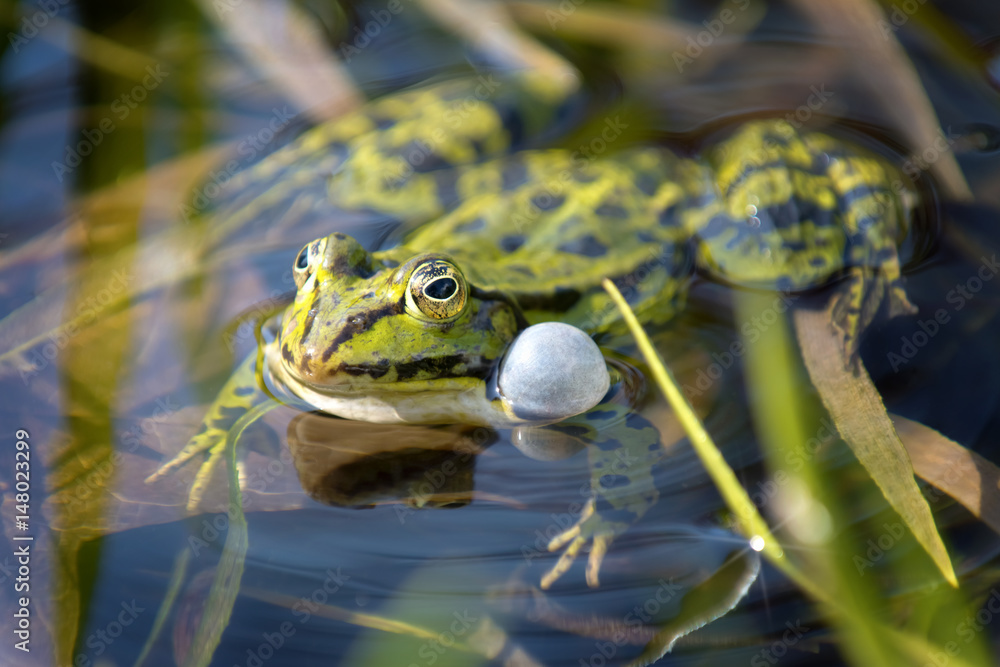 Obraz premium Frosch