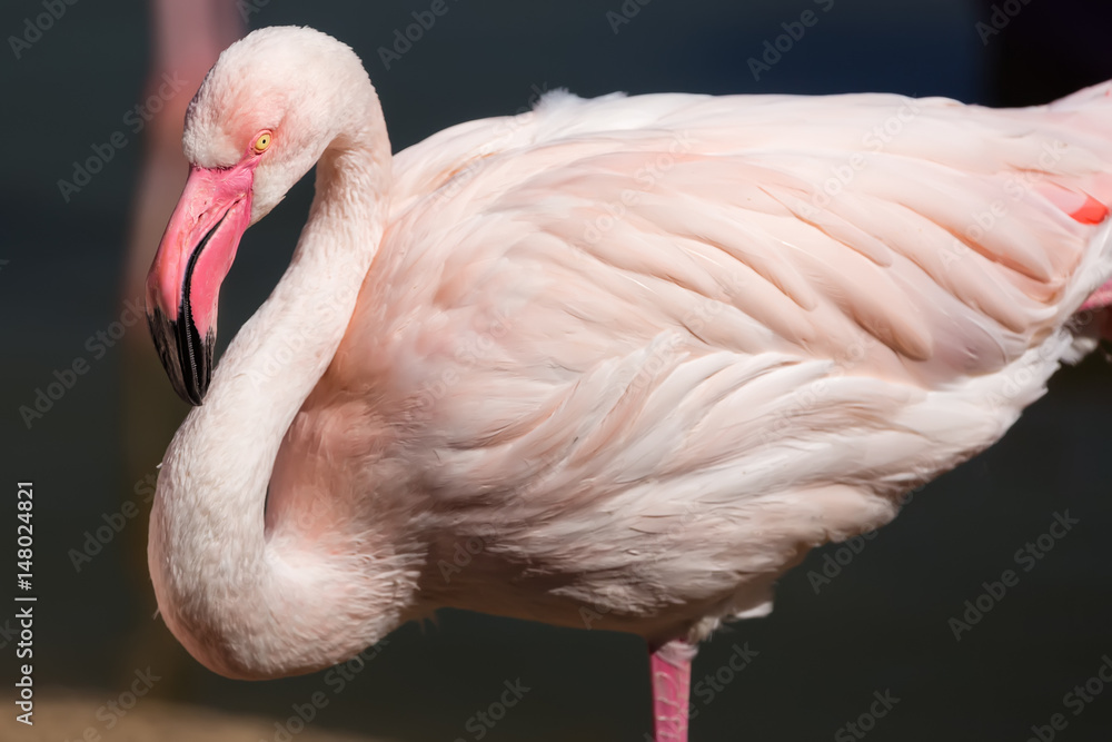 Fototapeta premium Closeup of a white flamingo with blurry background