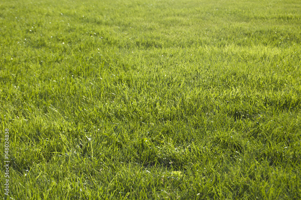 Fresh green grass background, bright color, sunlight. Spring nature. Herb Fresh green grass background, bright color, sunlight. Spring nature. Herb