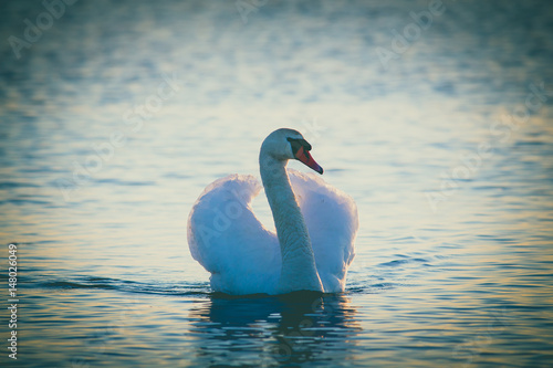 Fototapeta Naklejka Na Ścianę i Meble -  Swan floating on the water  at sunrise. Baltic Sea