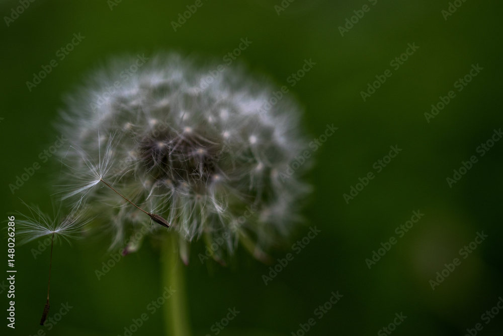 Fototapeta premium Dandelion clock dispersing seed