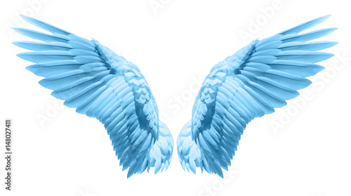 Natural blue wing plumage © Naypong Studio