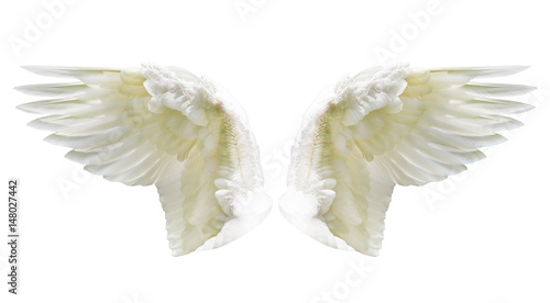 Internal white wing plumage