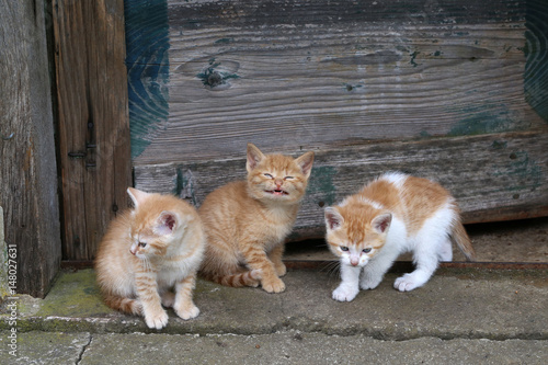 Cat / Little kittens