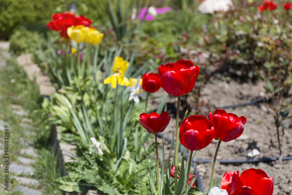 Obraz premium beautiful colorful tulips in a spring blooming garden