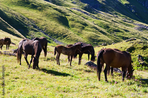 Horses graze on alpine pasture