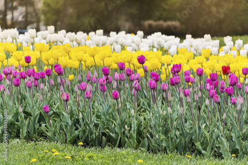 Fototapeta Naklejka Na Ścianę i Meble -  beautiful colorful tulips in a spring blooming  garden