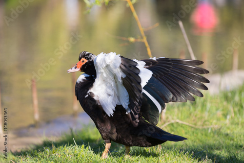 Wallpaper Mural Black-and-white duck spread its wings in sunny weather against the background of water Torontodigital.ca