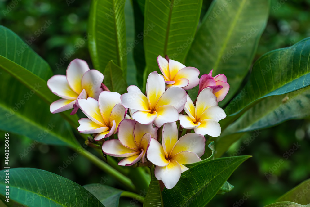 Blooming White Plumeria Blooming White Plumeria