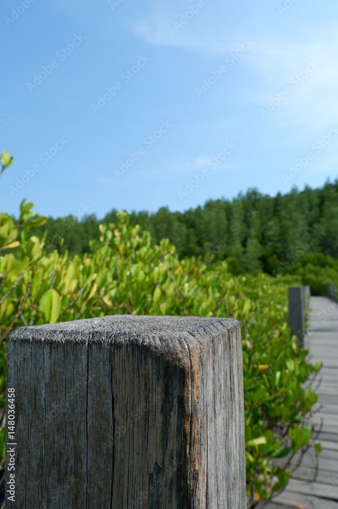 Mangrove forest, Moving forward, Looking forward Mangrove forest, Moving forward, Looking forward