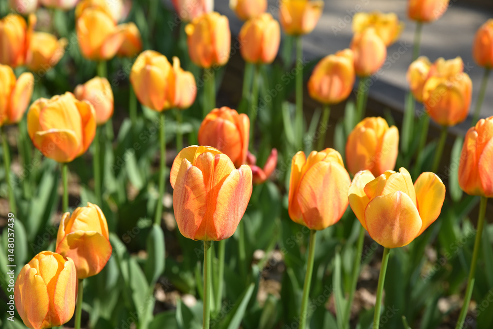 Tulipes orange au printemps au jardin Tulipes orange au printemps au jardin