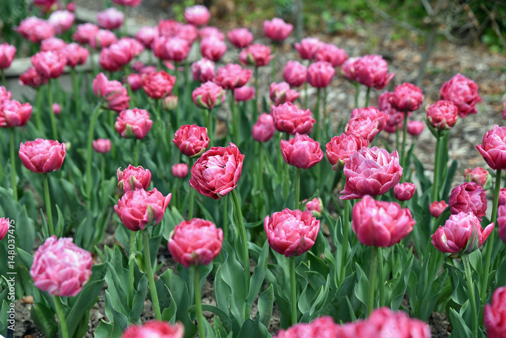 Tulipes roses à fleur de pivoine au printemps au jardin