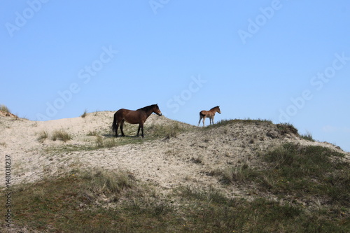 chevaux