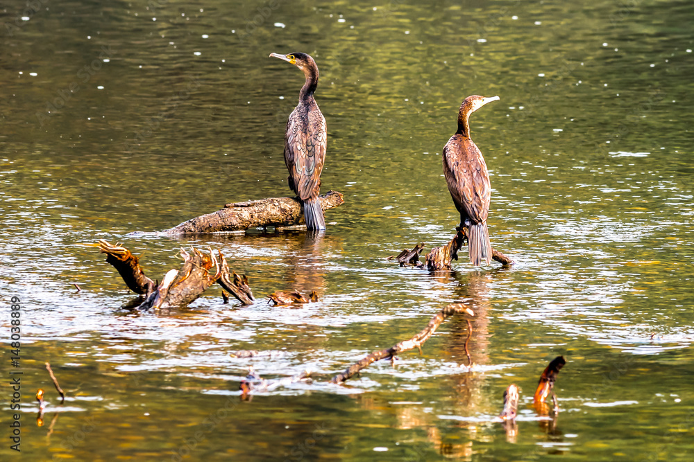 Kormorane (Phalacrocorax carbo) StockFoto Adobe Stock