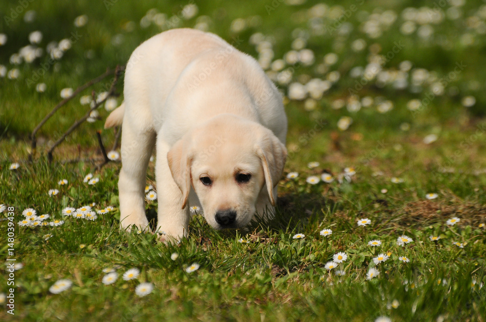 Yellow Labrador Retriever puppy dog