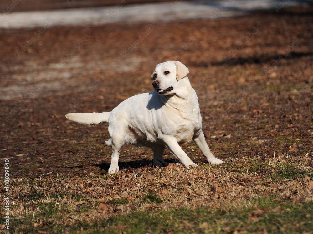 Yellow Labrador Retriever dog