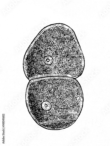 Lifecycle of gregarine - gametocyst wall forms around each pair of gamonts (from Meyers Lexikon, 1895, 7/902) photo