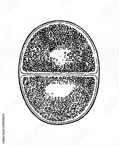 Lifecycle of gregarine -  zygotes are produced and become surrounded by oocyst wall (from Meyers Lexikon, 1895, 7/902) photo