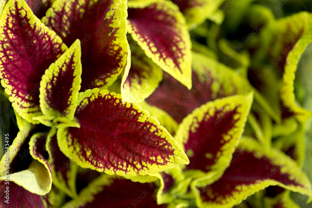 Red and green leafs close-up background or textures in flower market Red and green leafs close-up background or textures in flower market