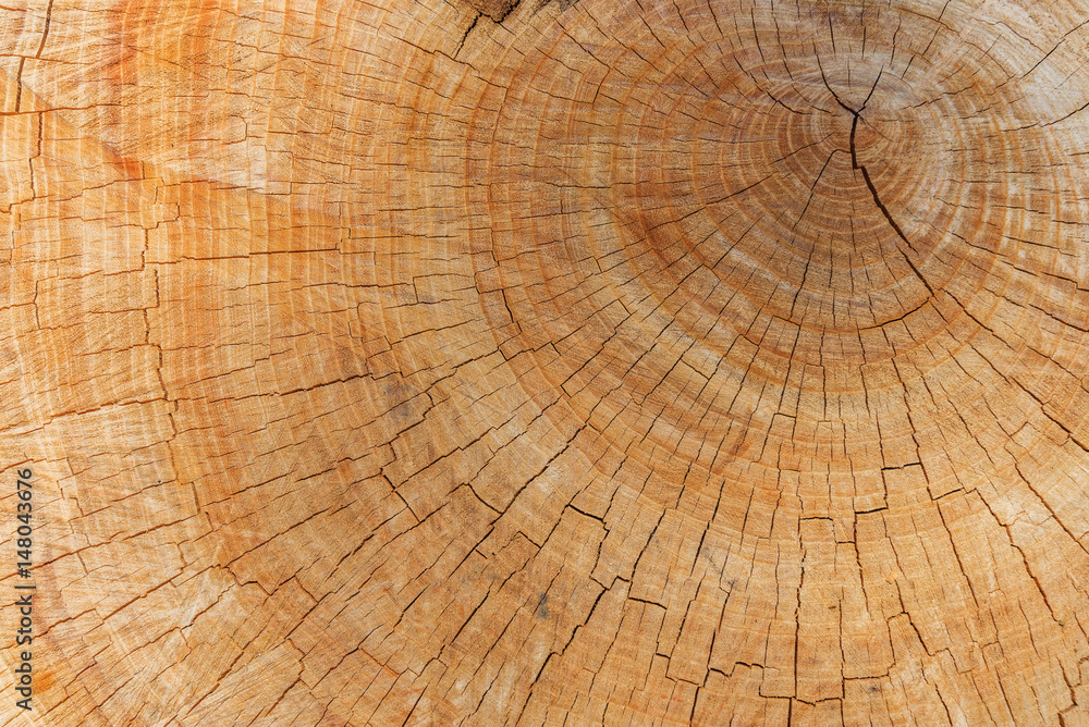 Fototapeta premium annual ring on cut tree