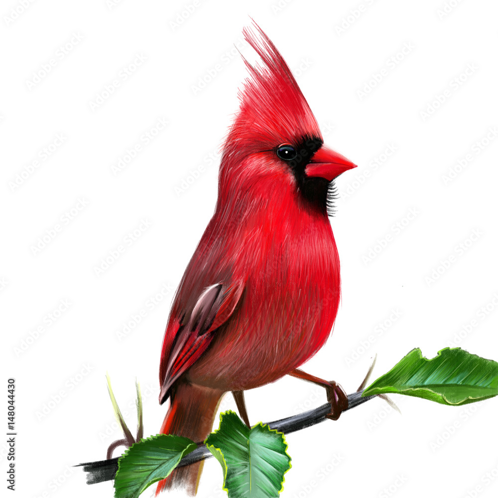 Cardinalis Cardinalis Illustration Of A Red Cardinal Or Cardinal