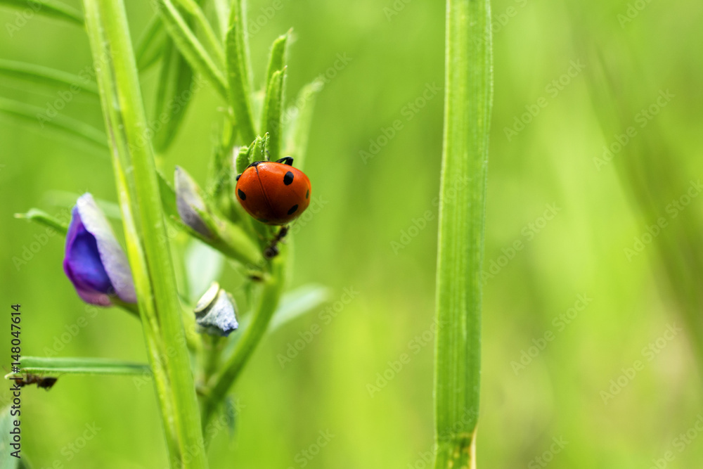 Red ladybug on green grass Red ladybug on green grass