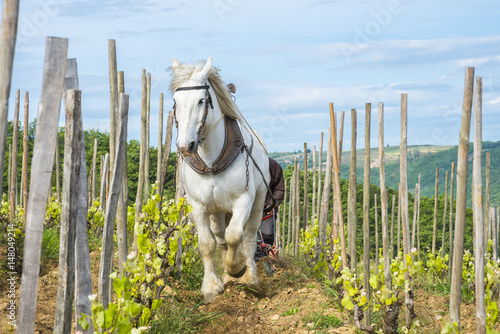 Fototapeta Naklejka Na Ścianę i Meble -  Viticulteur labourant avec cheval
