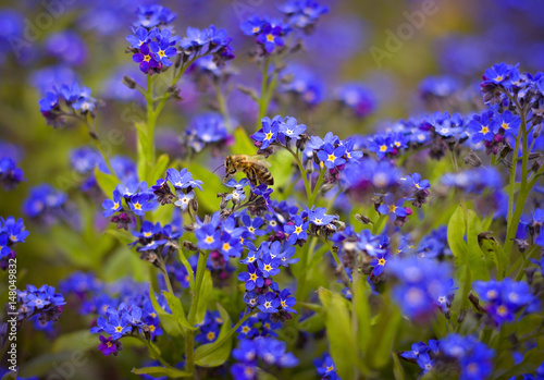 Blue forget-me-not flowers (Myosotis sylvatica)