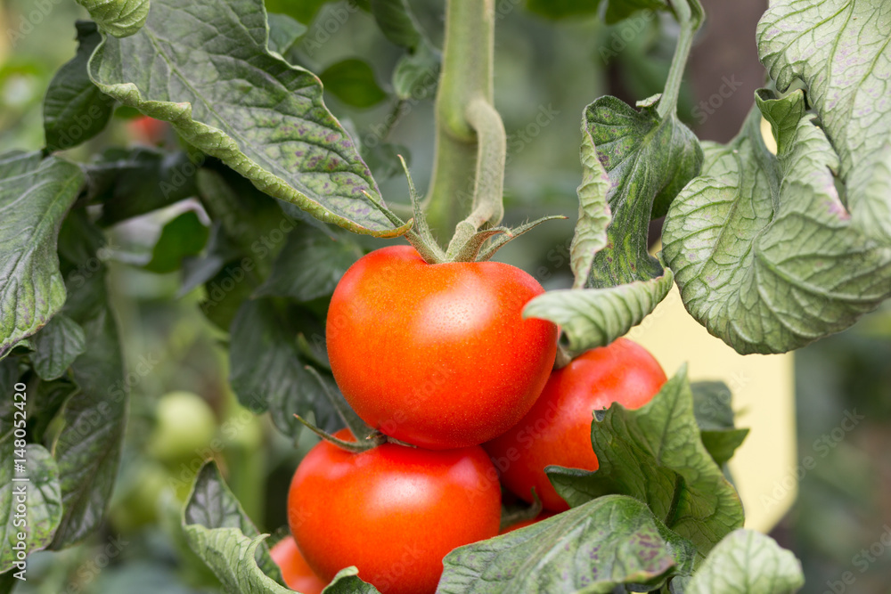 Detalle ramo de tomates